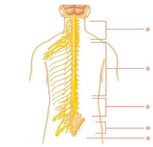 Kokiose vietose yra osteochondrozė